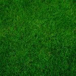 Never Allow Grass to Grow Under Your Feet Green grass